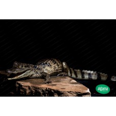 Caimán de anteojos - Caiman Crocodilus